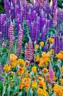 USA, Oregon. Garden in full bloom with bearded iris and Russell lupine. Art Print